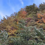 panorama di collina con alberi dai colori autunnali e cielo azzurro a Bagno di Romagna